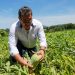 Agricultura capacitó a productores para eliminar hongo que afecta los cultivos de sandía en Intipucá