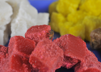 Suplemento Agostino: Delicias para chicos y grandes en las fiestas de San Salvador