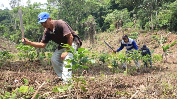 450 quintales de café oro produce la FUNDAGEO cada año en sus parcelas de tierra./Foto DES: René Estrada.