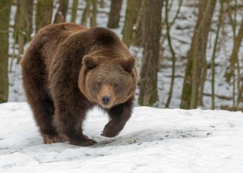 Rescatan a un hombre que resistió durante una semana el acoso de un oso en Alaska