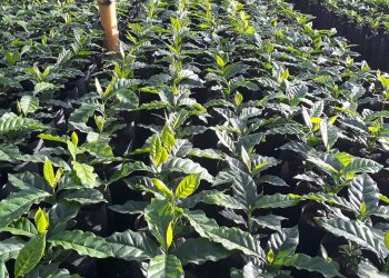 Ministerio de Agricultura y Ganadería entregará una de las mejores plantas del mundo a cafetaleros salvadoreños