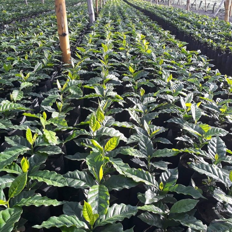 Las plantas entregadas se encuentran certificadas y libres de plagas y hongos para garantizar una mejor producción./Foto: Diario El Salvador.