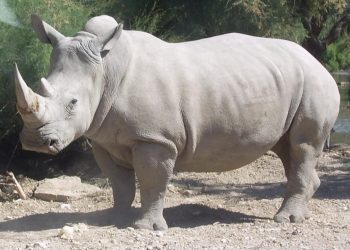 Crean doce embriones para salvar al rinoceronte blanco del norte