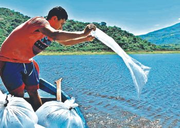 Repoblan con alevines tres lagunas de Conchagua, La Unión