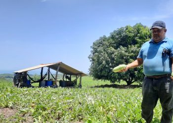 El MAG combatirá junto a los productores el hongo Fusarium en plantaciones de sandía en Intipucá