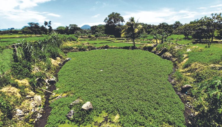 El berro es 
cultivado en 
piletas por las que 
corre el agua de 
nacimientos en la 
zona suburbana 
del barrio Las 
Ánimas. Foto Juan Carlos Barahona.