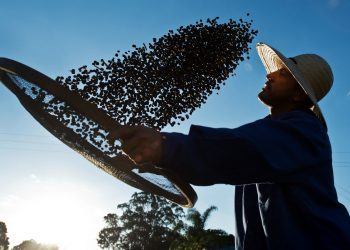 Nuevas alturas para el precio del café por heladas