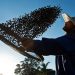 Nuevas alturas para el precio del café por heladas