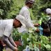 Renovarán 50,000 manzanas del Parque Cafetalero con más 12 millones de plantas