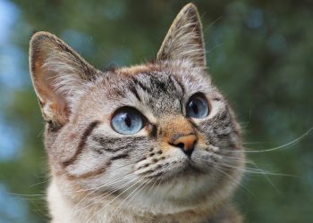 Asesino en serie de gatos condenado a cinco años de cárcel en Reino Unido