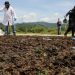 Destruyen en Changallo droga decomisada valuada en más de $159,000