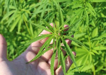 Colombia autoriza uso industrial del cannabis y su exportación con fines medicinales