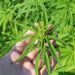 Colombia autoriza uso industrial del cannabis y su exportación con fines medicinales