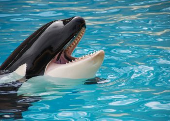 Muere en Nueva Zelanda cachorro de orca tras fallida búsqueda de su madre