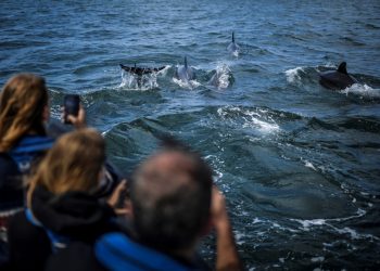 Fotos: Los delfines vuelven a Lisboa, en unas aguas más limpias por la pandemia