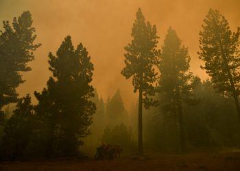 La misteriosa muerte de una pareja, su bebé y su perro en un bosque californiano