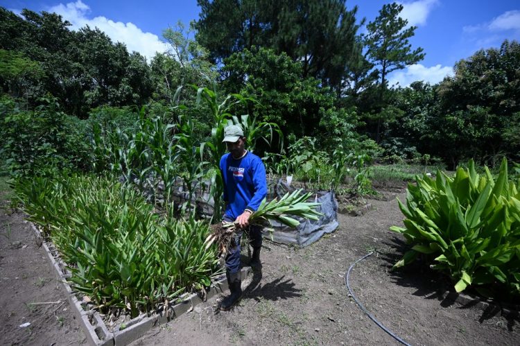 Un empleado de mantenimiento trabaja en el área de planta viva del Banco de Germoplasma del Centro Nacional de Tecnología Agropecuaria y Forestal "Enrique Alvarez Cordova" en Ciudad Arce, El Salvador el 17 de agosto de 2021. FOTO / AFP