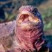 Expertos estiman en 211 ejemplares la población de iguanas rosadas de Galápagos