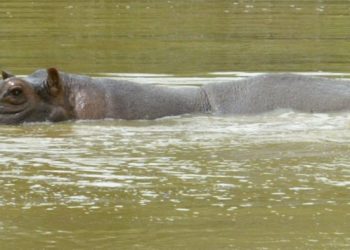 Un vertido tóxico provoca la muerte de hipopótamos en El Congo