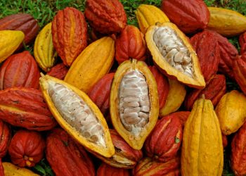 El Salvador vendió $4.6 millones de cacao en el último quinquenio