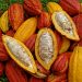 El Salvador vendió $4.6 millones de cacao en el último quinquenio