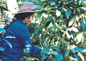 Finca recupera sus cultivos de café en Juayúa, Sonsonate