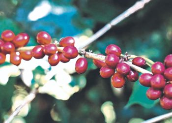 Finca recupera sus cultivos de café en Juayúa, Sonsonate