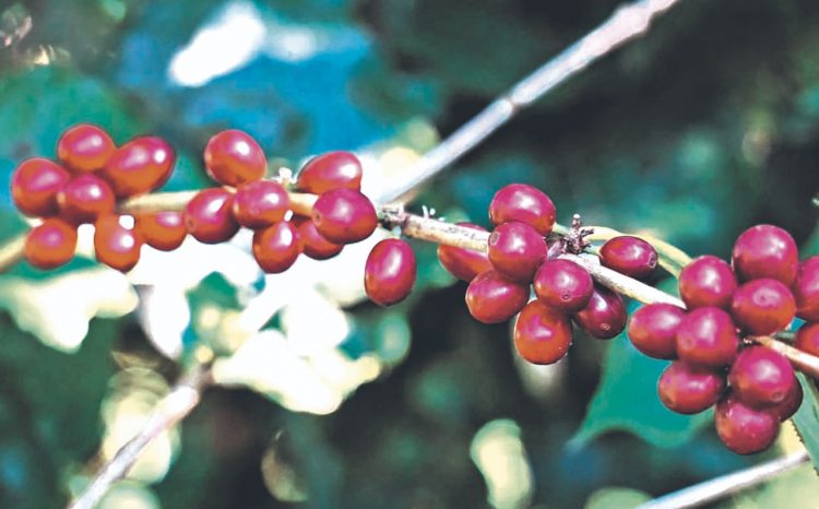 Productividad.
Una de las 
proyecciones 
es aumentar la 
producción de 
café./Foto: Diario El Salvador.