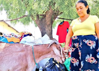Chito, el acompañante fiel de Amparo en Yamabal