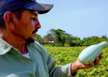 Emprendimiento agrícola de compatriota retornado, César Rodríguez, apoyado por Cancillería rinde frutos en Jiquilisco
