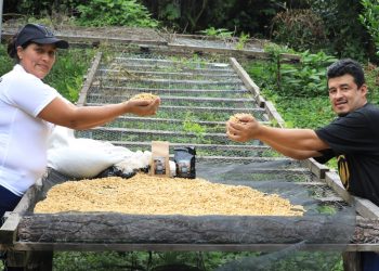 Grano por grano, la familia chalateca que cultiva el mejor café de El Salvador
