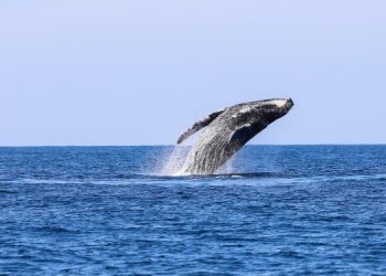 Políticos abogan por un marco mundial ambicioso para la biodiversidad