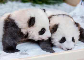 Nacen en un zoológico de Francia dos pandas gemelos