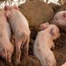 Prohíben ingreso de carne de cerdo a El Salvador ante posible Peste Porcina Africana