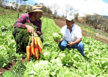 Chalatenango será el epicentro del rescate agropecuario con producción de hortalizas