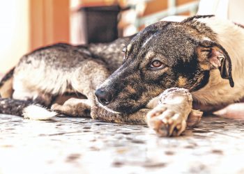 Unidad de Bienestar Animal tendrá plataforma para poner denuncias