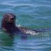 Tres especies de lobos marinos han visitado El Salvador