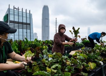 La agricultura está en las nubes en Hong Kong