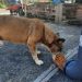 Fundación brinda alimentos a diario a perros callejeros