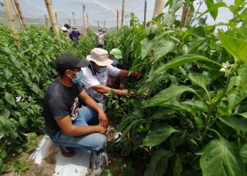 Leche por chiles, ganaderos incursionan en el cultivo de hortalizas en San Vicente