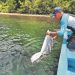 Siembran 40,000 alevines en el lago de Coatepeque