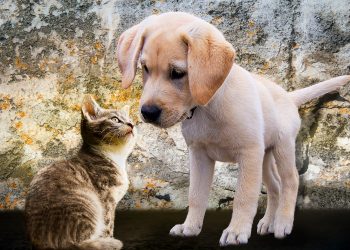 Reino Unido dispuesto a evacuar a perros y gatos de Kabul