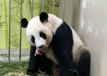 Zoológico de Singapur cría el primer cachorro de panda