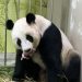 Zoológico de Singapur cría el primer cachorro de panda