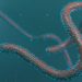Primer caso en África occidental de grave enfermedad causada por el virus de Marburgo