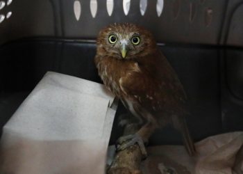 Animales silvestres vuelven a casa tras ser recuperados en clínica del Ministerio de Medio Ambiente