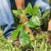 Siembran 500 árboles en hacienda La Labor, Ahuachapán