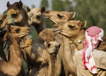 Usan camellos clonados en Dubái para ganar carreras y concursos de belleza