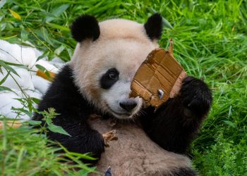 Pequeños, rosados e idénticos: Nacen gemelos de panda gigante en Madrid