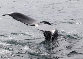Científicos recolectan el soplo de las ballenas para medir el estrés provocado por el turismo